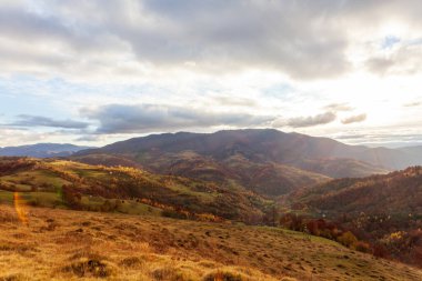 Güneşin altında parlayan sihirli sarı ağaçlar. Olağanüstü ve güzel bir sahne. Turist eğlencesi. Karpat Dağları, Ukrayna. Güzellik dünyası.
