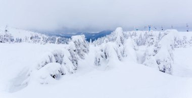 Kardan sonra karla kaplı köknar ormanı ve kış günü sisli gri gökyüzü. Karpat Dağları, Ukrayna