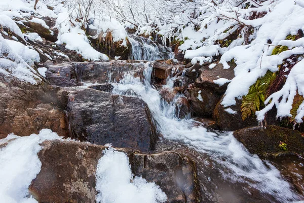 Paisagem de inverno, um pequeno fluxo rápido flui na floresta entre as árvores, Cárpatos, Ucrânia. — Fotografia de Stock
