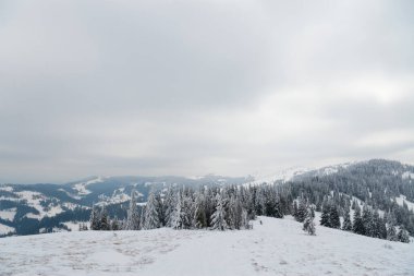 Karpat Dağları, Ukrayna. Güzel kış manzarası. Orman işçisi karla kaplı..