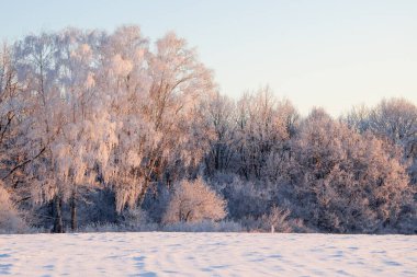 Kar yağışı sırasında don kaplı kuru bitkilerle kış atmosferik manzarası. Kış Noel arkaplanı