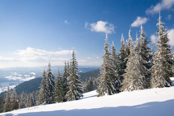 Carpathian mountains, Ukraine. Wonderful snow-covered firs against the backdrop of mountain peaks. Panoramic view of the picturesque snowy winter landscape. Gorgeous and quiet sunny day. — Stockfoto