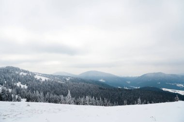 Karpat Dağları, Ukrayna. Güzel kış manzarası. Orman işçisi karla kaplı..