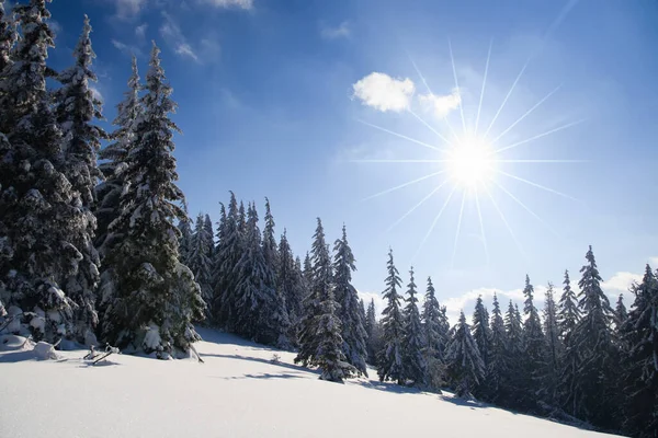 Carpathian mountains, Ukraine. Wonderful snow-covered firs against the backdrop of mountain peaks. Panoramic view of the picturesque snowy winter landscape. Gorgeous and quiet sunny day. — Foto Stock