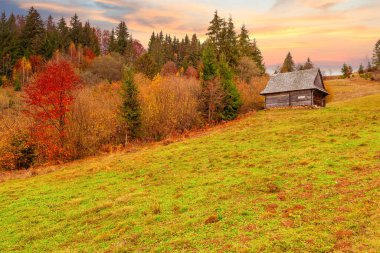 Yoğun sis vadiyi, ormanı kapladı. Görkemli sonbahar manzarası. Portakal yaprakları ve altın otile huş ağacı. Yer yeri Karpat ulusal parkı, Ukrayna, Avrupa.