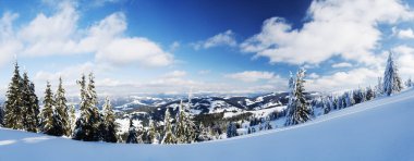 Carpathian mountains, Ukraine. Wonderful snow-covered firs against the backdrop of mountain peaks. Panoramic view of the picturesque snowy winter landscape. Gorgeous and quiet sunny day.
