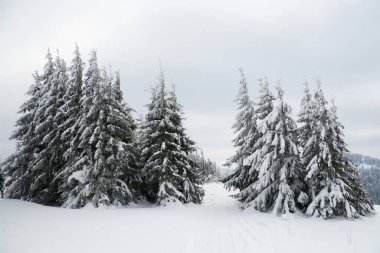 Karpat Dağları, Ukrayna. Güzel kış manzarası. Orman işçisi karla kaplı..