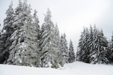 Karpat Dağları, Ukrayna. Güzel kış manzarası. Orman işçisi karla kaplı..