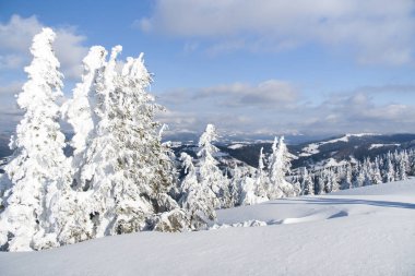Carpathian mountains, Ukraine. Wonderful snow-covered firs against the backdrop of mountain peaks. Panoramic view of the picturesque snowy winter landscape. Gorgeous and quiet sunny day.
