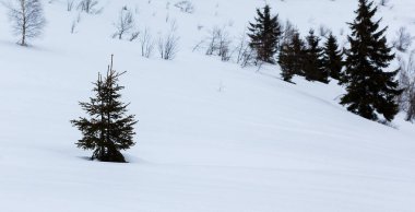 karlı bir tepede ladin ağaçları. mavi gökyüzünde bulutlar ile sisli hava. parlak sabah. güzel kış doğa sahne