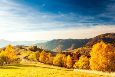 Sonbahar günü Ukrayna Karpatlar renkli ağaçlar, pus parlayan güneş ışınları muhteşem ışık efektleri ile nazik. Kayın huş blue Dağları arka plan üzerinde çok güzel