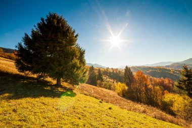 Ukrayna kırsalının panoramik manzarası, yalnız rüzgarlı ağaç, yuvarlanan tepeler ve gün batımında yeşil alanlar. Karpatlar, Synevyr geçidi.