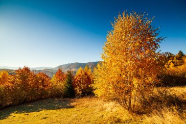 Sonbahar günü Ukrayna Karpatlar renkli ağaçlar, pus parlayan güneş ışınları muhteşem ışık efektleri ile nazik. Kayın huş blue Dağları arka plan üzerinde çok güzel