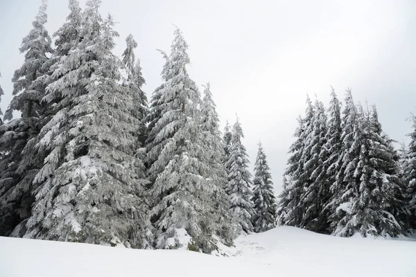 Karpat Dağları, Ukrayna. Güzel kış manzarası. Orman işçisi karla kaplı..