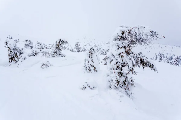 Gefrorener schneebedeckter Tannenwald nach Schneefall und grauer Himmel im Dunst am Wintertag. Karpaten, Ukraine — Stockfoto