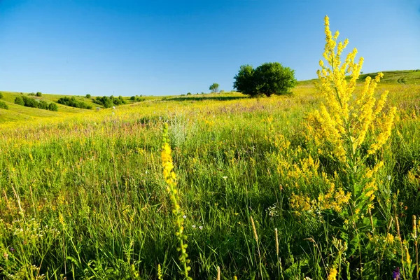 Hierbas medicinales con flores amarillas Hipericum, hierba o arbusto con flores amarillas características de cinco pétalos y hojas ovaladas emparejadas, utilizadas en preparaciones medicinales para el tratamiento de diversos trastornos — Foto de Stock