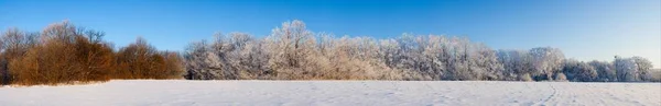 Winter atmospheric landscape with frost-covered dry plants during snowfall. Winter Christmas background — Fotografia de Stock
