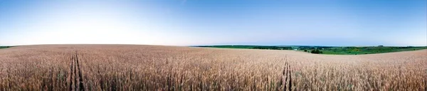 Landscape shined with the ascending morning sun, a circular panorama of a wheaten field. — Stok fotoğraf