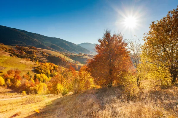 Sonbahar günü Ukrayna Karpatlar renkli ağaçlar, pus parlayan güneş ışınları muhteşem ışık efektleri ile nazik. Kayın huş blue Dağları arka plan üzerinde çok güzel