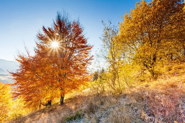 Őszi nap ukrán Kárpátok színes fák, a nap süt haze szelíd ágait látványos fényhatások. Bükk birch egy nagyon szép kék hegyek a háttérben — Stock Fotó