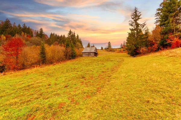 Thick fog covered the valley, forest. Majestic autumn landscape. Birch with orange leaves and golden grass. Location place Carpathian national park, Ukraine, Europe. — Stock Photo, Image