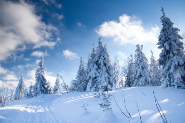 Carpathian mountains, Ukraine. Wonderful snow-covered firs against the backdrop of mountain peaks. Panoramic view of the picturesque snowy winter landscape. Gorgeous and quiet sunny day.