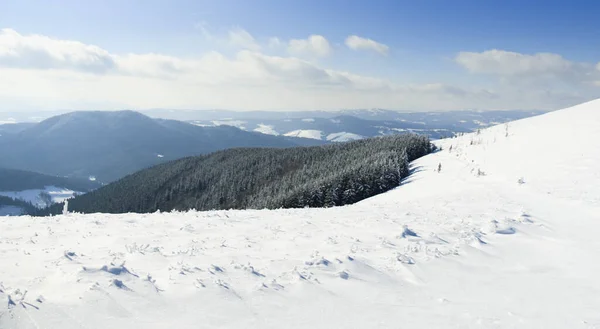 Karpaterna, Ukraina. Underbara snötäckta firar mot bakgrund av bergstoppar. Panoramautsikt över det pittoreska snöiga vinterlandskapet. Underbar och lugn solig dag. — Stockfoto