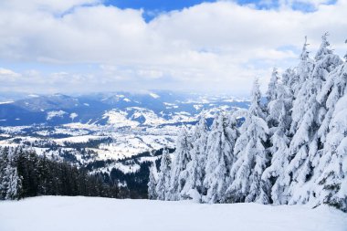 Karpat Dağları, Ukrayna. Dağ zirvelerinin arka planına karşı karla kaplı harika fırtınalar. Resimli karlı kış manzarasının panoramik görüntüsü. Muhteşem ve sakin güneşli bir gün..