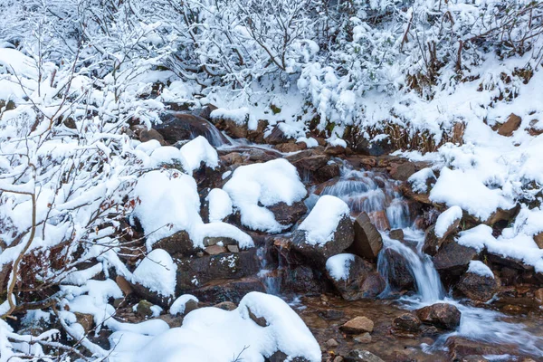 Kış manzarası, ağaçlar, Karpatlar ve Ukrayna arasında ormanda küçük hızlı bir dere akıyor..