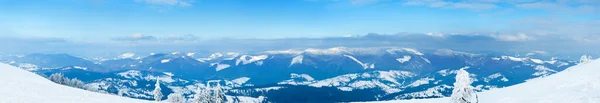 Καρπάθια βουνά, Ουκρανία. Υπέροχα χιονισμένα έλατα με φόντο τις βουνοκορφές. Πανοραμική θέα του γραφικού χιονισμένου χειμερινού τοπίου. Υπέροχη και ήσυχη ηλιόλουστη μέρα. — Φωτογραφία Αρχείου