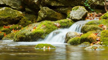 Yaz günü orman suyu hareket bulanıklığı dalgalarıyla