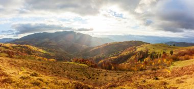Güneşin altında parlayan sihirli sarı ağaçlar. Olağanüstü ve güzel bir sahne. Turist eğlencesi. Karpat Dağları, Ukrayna. Güzellik dünyası.