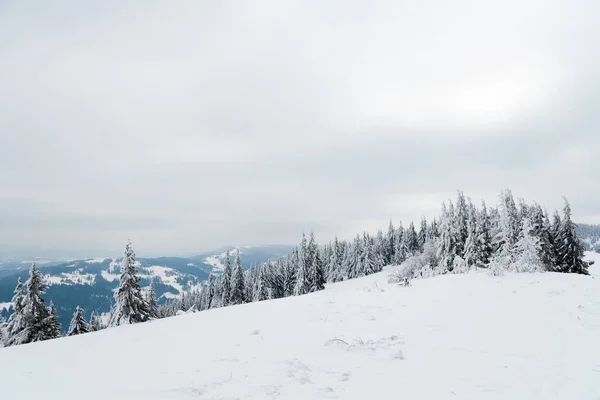 Montagnes des Carpates, Ukraine. Beau paysage hivernal. La forêt est couverte de neige. — Photo