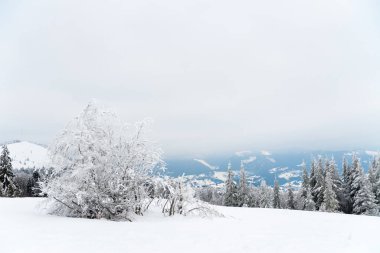 Karpat Dağları, Ukrayna. Güzel kış manzarası. Orman işçisi karla kaplı..