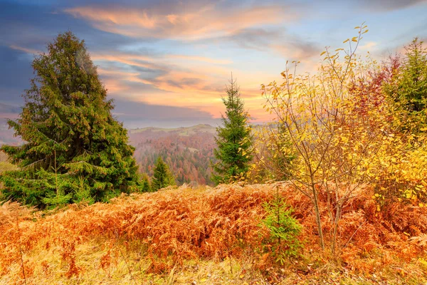 Густой туман покрыл долину, лес. Величественный осенний пейзаж. Береза с апельсиновыми листьями и золотой травой. Место нахождения Карпатский национальный парк, Украина, Европа . — стоковое фото