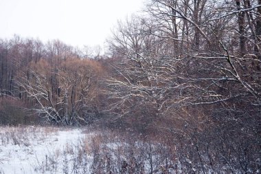 Kış manzarası, kış günbatımında karla kaplı doğa.