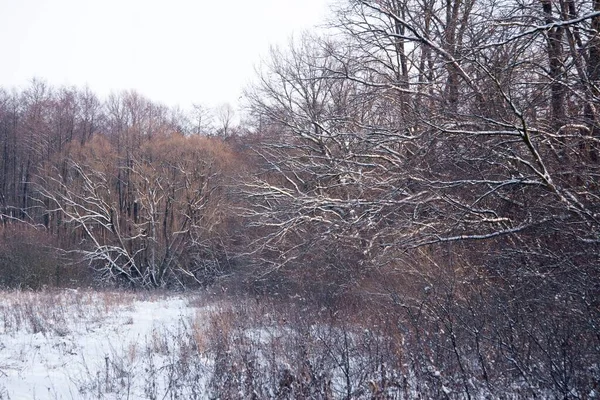 Kış manzarası, kış günbatımında karla kaplı doğa.