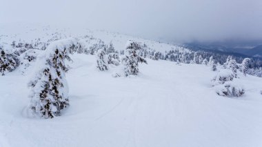 Kardan sonra karla kaplı köknar ormanı ve kış günü sisli gri gökyüzü. Karpat Dağları, Ukrayna