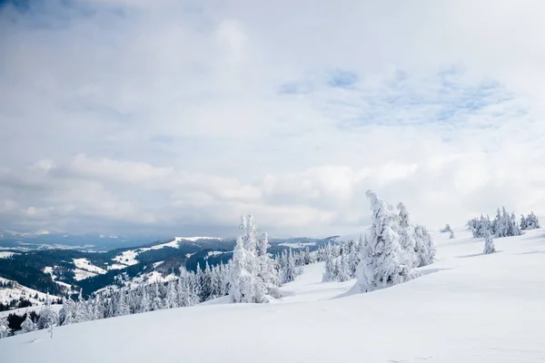 Karpaten, Ukraine. Bäume mit Raureif und Schnee bedeckt im Winter Berge - Weihnachten schneebedeckt Hintergrund — Stockfoto