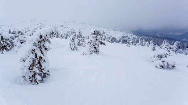 Floresta de abeto coberta de neve congelada após a queda de neve e céu cinza na névoa no dia de inverno. Cárpatos, Ucrânia — Fotografia de Stock