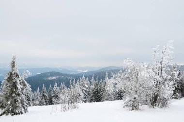 Karpat Dağları, Ukrayna. Güzel kış manzarası. Orman işçisi karla kaplı..