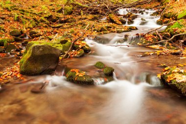 Ukpaine. Yosunlu kayaların arasında şelale. Günbatımında Karpat Dağları 'nda sonbahar ormanlarındaki bir nehirde güzel manzara akıntıları. Ulusal park Shypit Carpat 'ta gümüş akıntısı. Kuklalar.