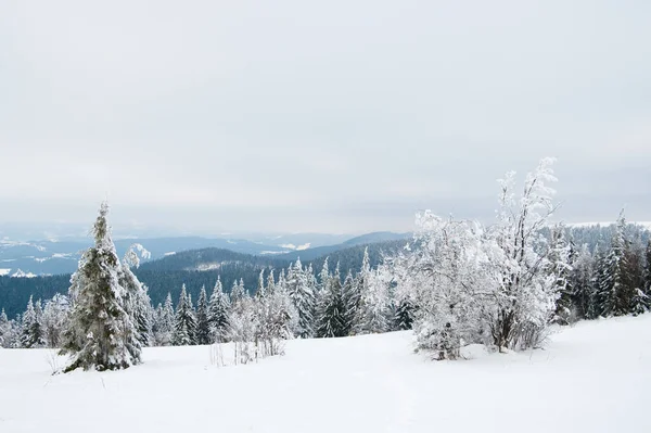 Montagnes des Carpates, Ukraine. Beau paysage hivernal. La forêt est couverte de neige. — Photo