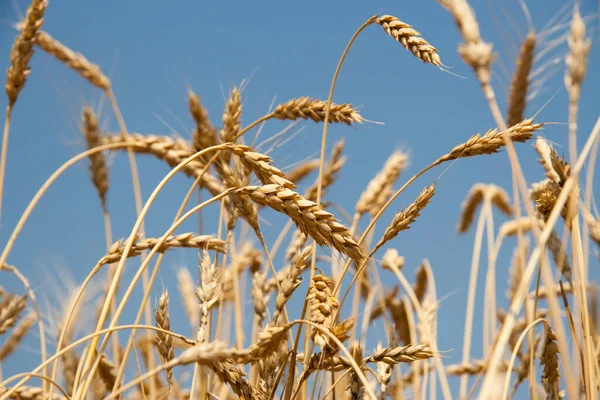 Kharkiv, Ukrayna. Çavdar tarlası. Olgun tahıl dikenleri. Ekinleri ve tarlaları kaplayın. Mavi gökyüzü arka planı. Tarım kavramı. Gramineae
