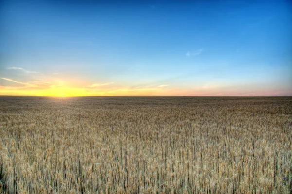 Golden wheat field at sunrise early in the morning with beautiful horizon and blue sky in background, harvesting time in summer, yellow wheat ears and spikes on long stem at sunlight. Ukraine. — Stock Photo, Image