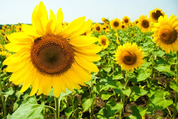 Kharkov, Ukraine. Sunflower fields with sunflower are blooming on the background of the sky on sunny days and hot weather. Sunflower is a popular field planted for vegetable oil production. Stock Image