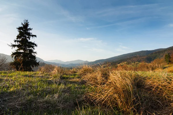 Karpat Dağları, Ukrayna. Gün batımında dağlar. Yaz mevsiminde güzel doğal manzara