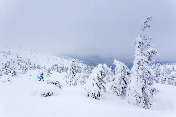 Kardan sonra karla kaplı köknar ormanı ve kış günü sisli gri gökyüzü. Karpat Dağları, Ukrayna