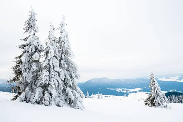 Carpathian mountains, Ukraine. Beautiful winter landscape. The forrest ist covered with snow. — Stok fotoğraf