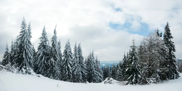 Montanhas Cárpatas, Ucrânia. Árvores cobertas com geada e neve em montanhas de inverno - Natal fundo nevado — Fotografia de Stock